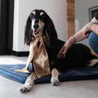 Golden bowtie big -Love is Love