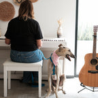 Pink checkered bandana -Medium