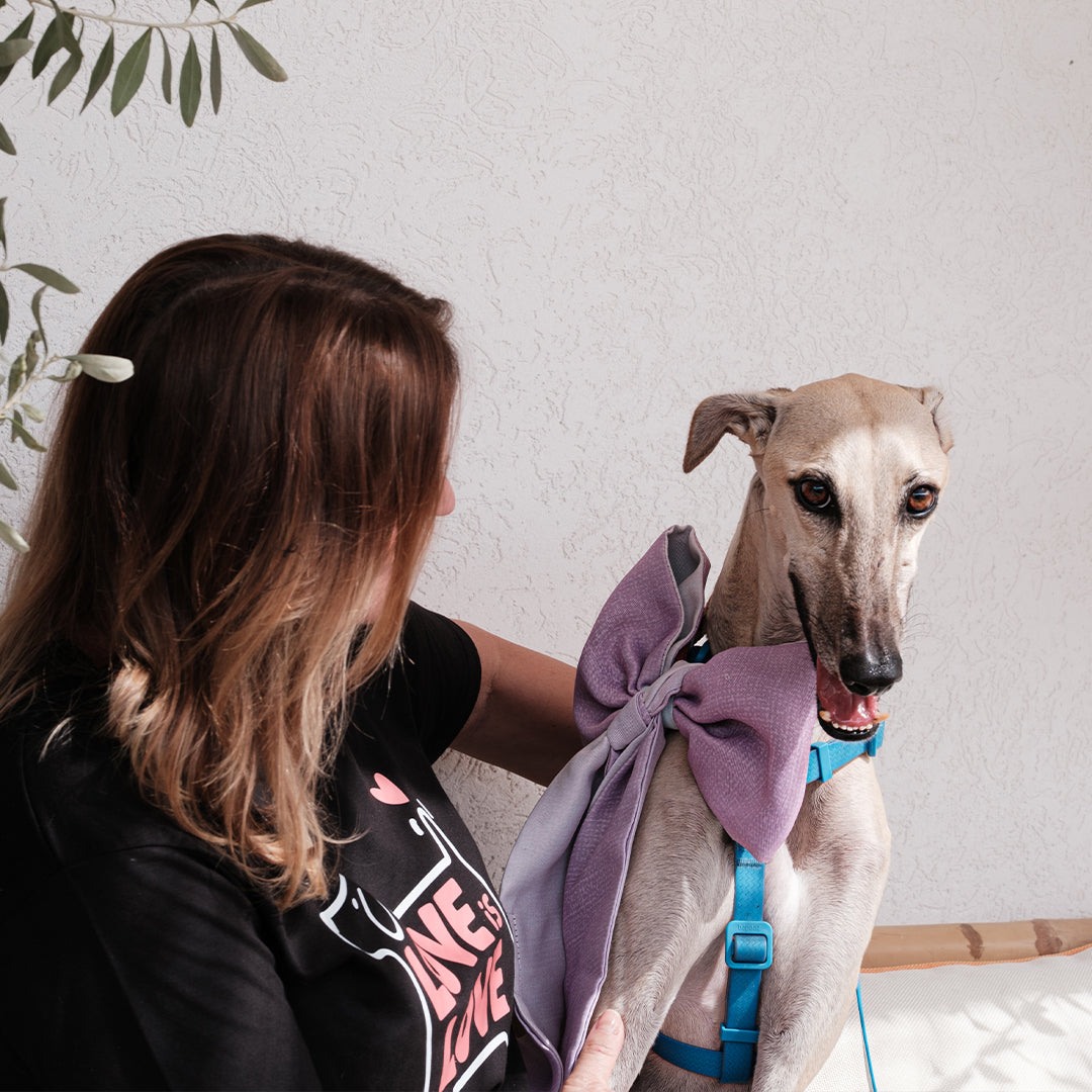 Purple bowtie big -Love is love