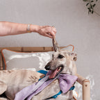 Purple bowtie big -Love is love