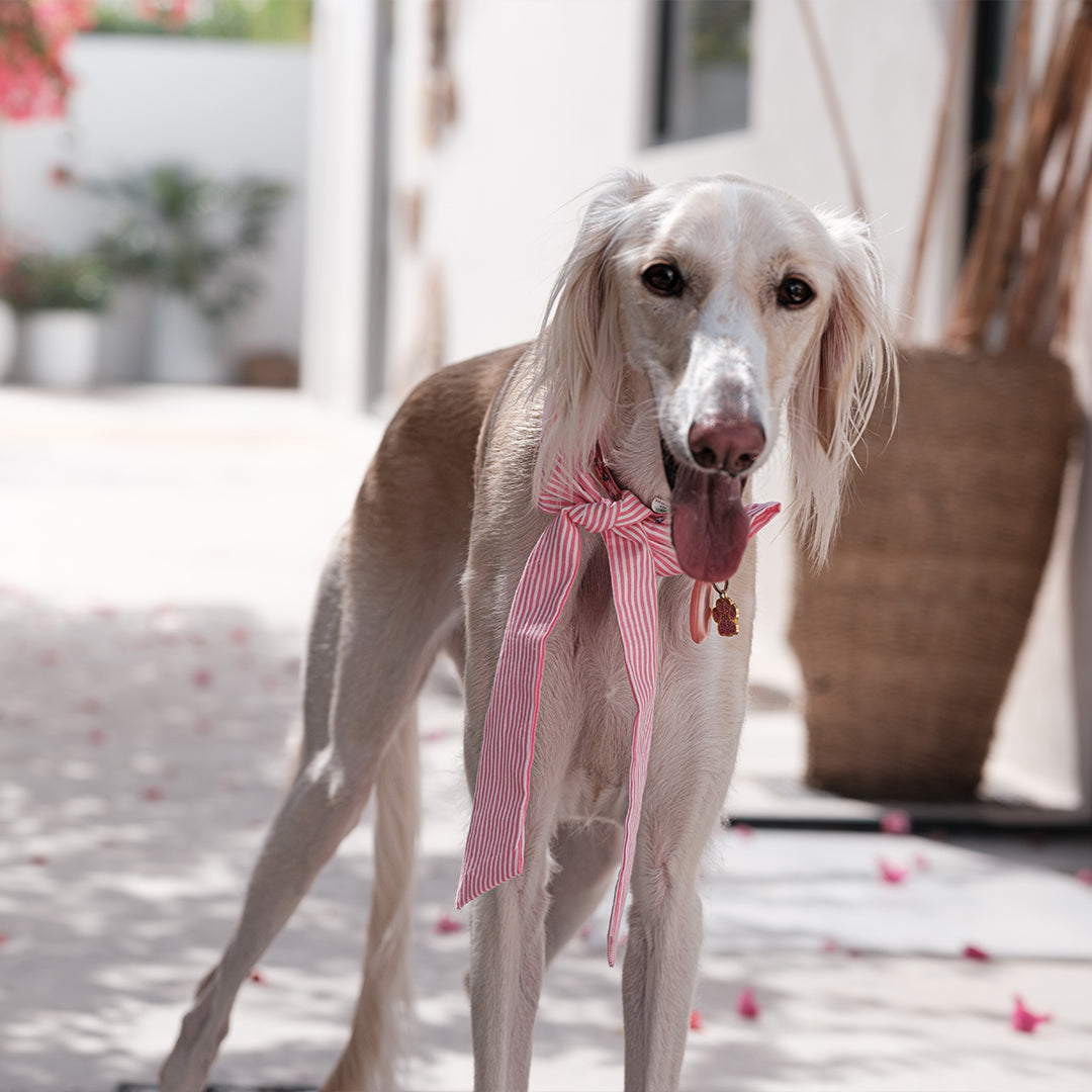 Pink stripe bowtie M -Love is Love