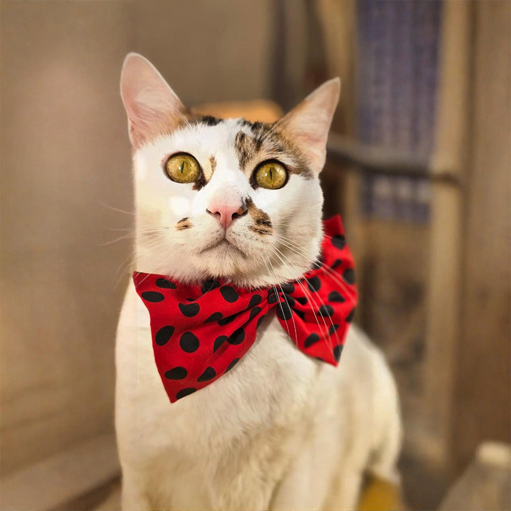The OSCAR Bowtie