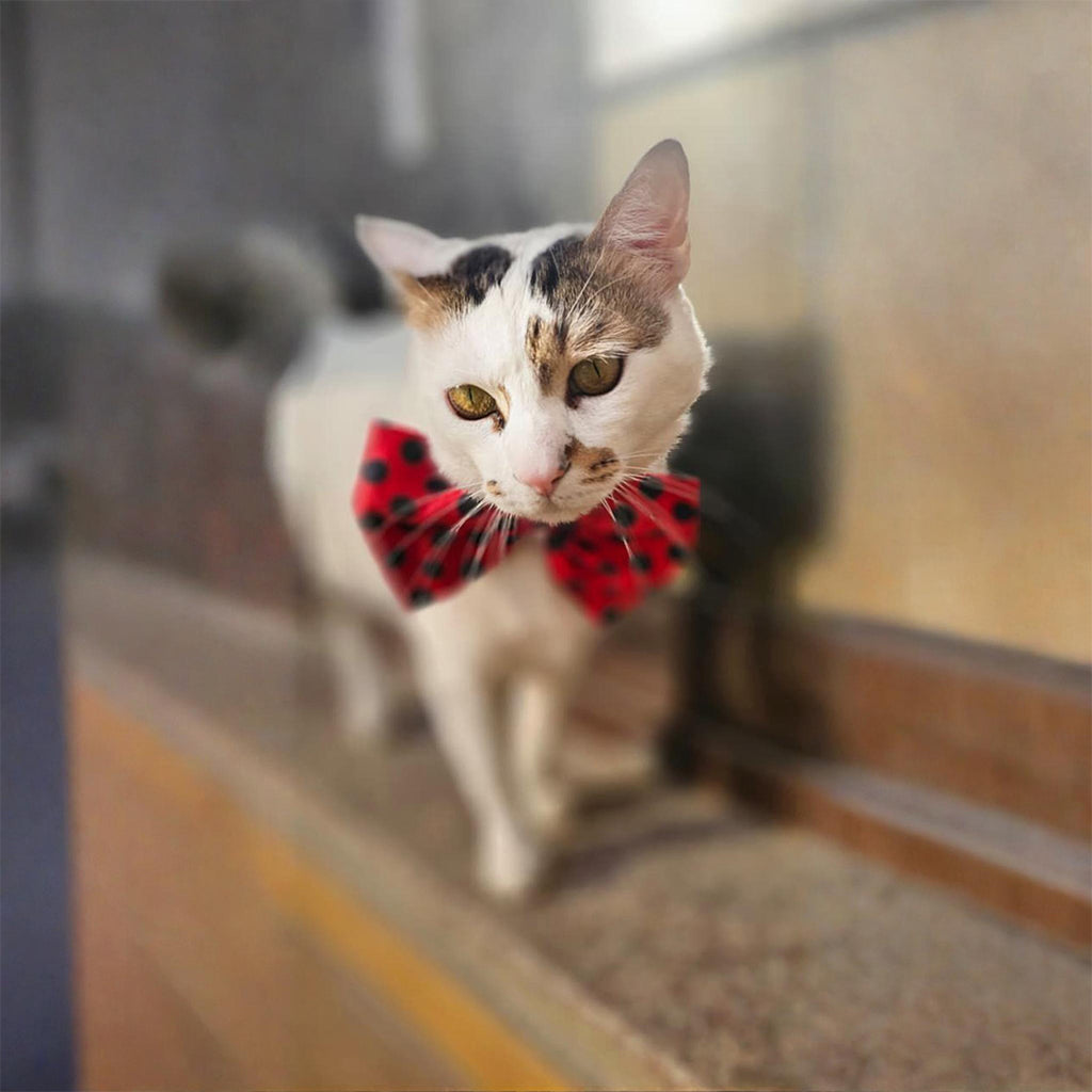 The OSCAR Bowtie