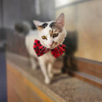 The OSCAR Bowtie